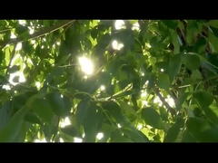 أداة جراحية